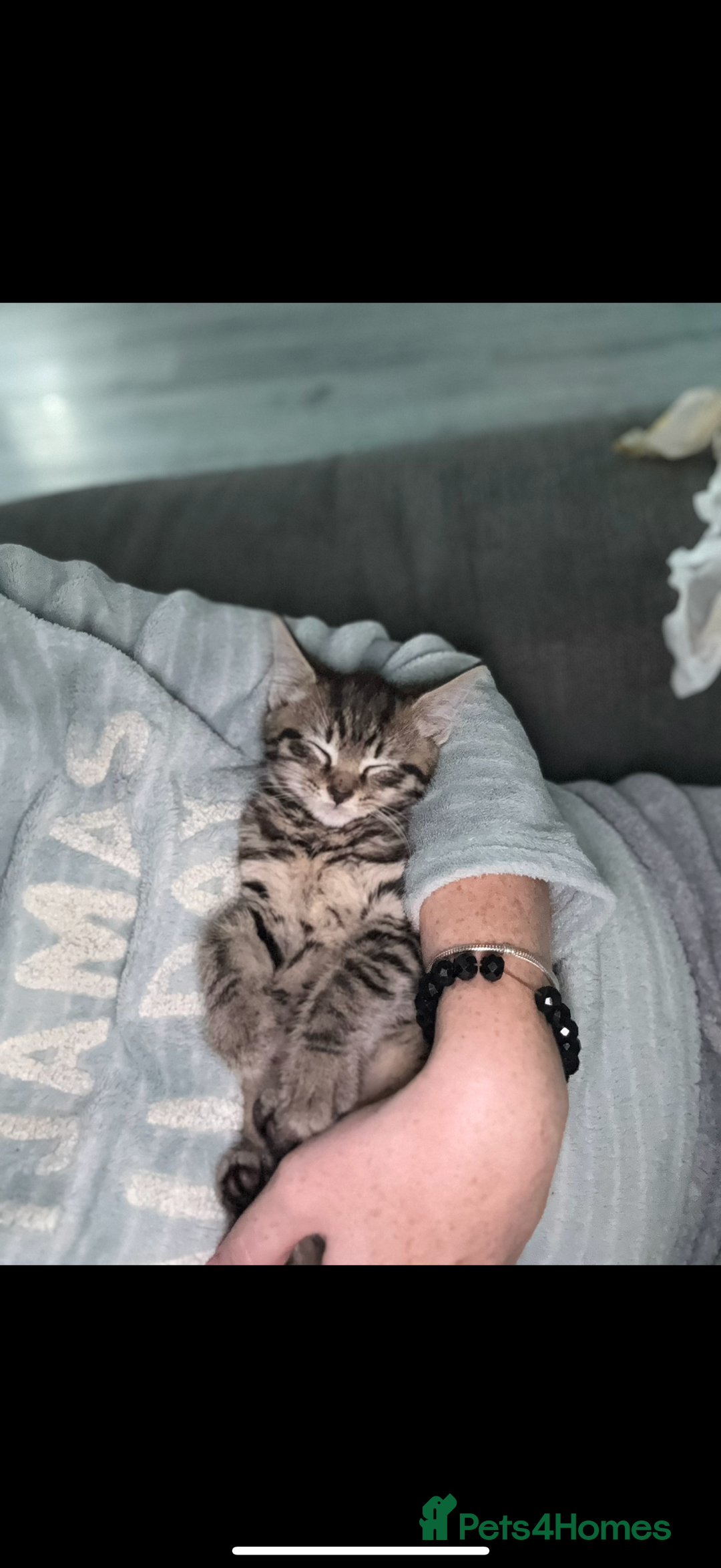 Bengal cats for sale: Kitten for sale  - Advert 3