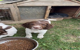 English Springer Spaniel dogs for sale: Last remaining springer puppy, Archie 'Mr Shy'  - Image 22