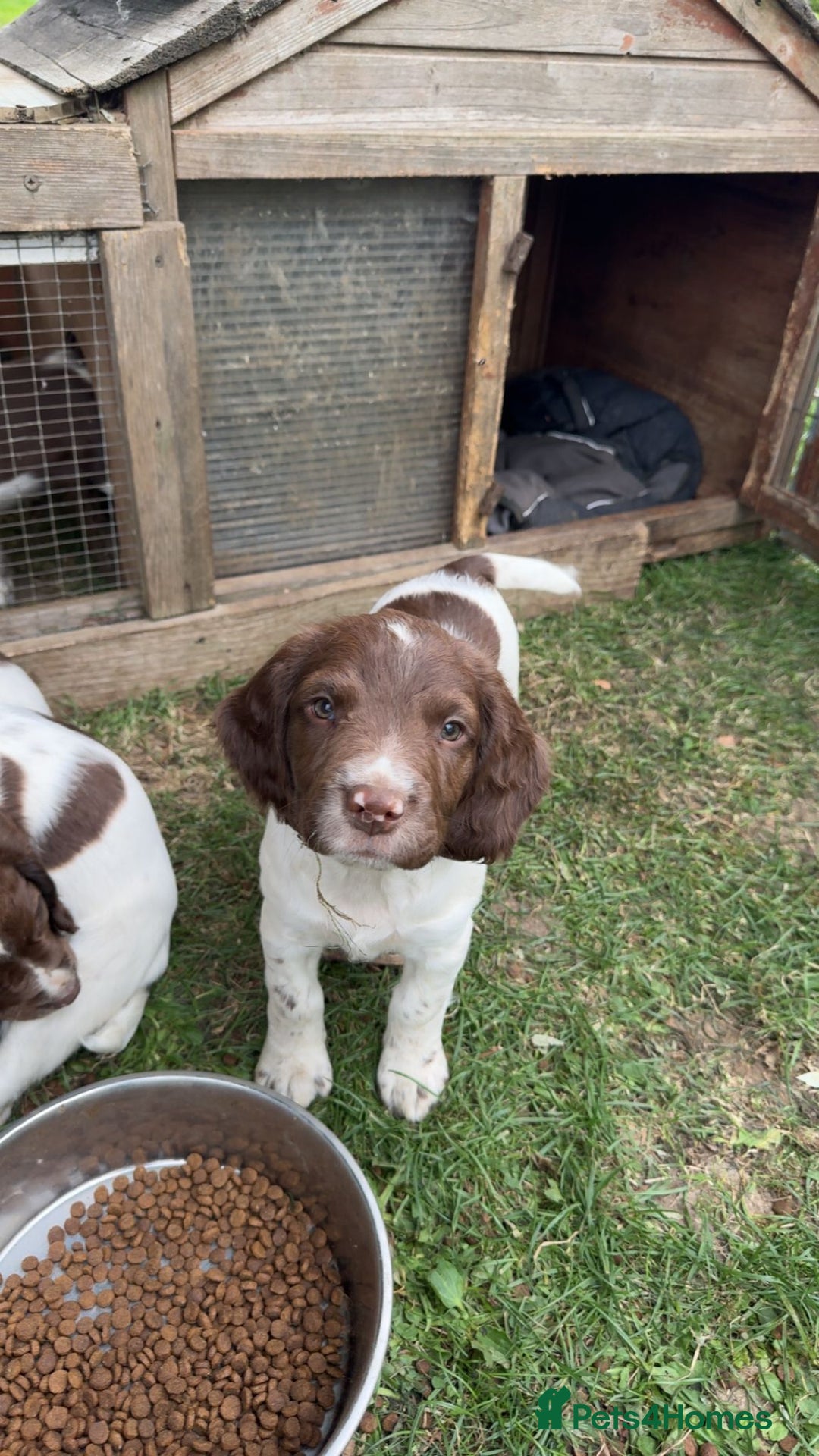 English Springer Spaniel dogs for sale: Last remaining springer puppy, Archie 'Mr Shy'  - Image 22