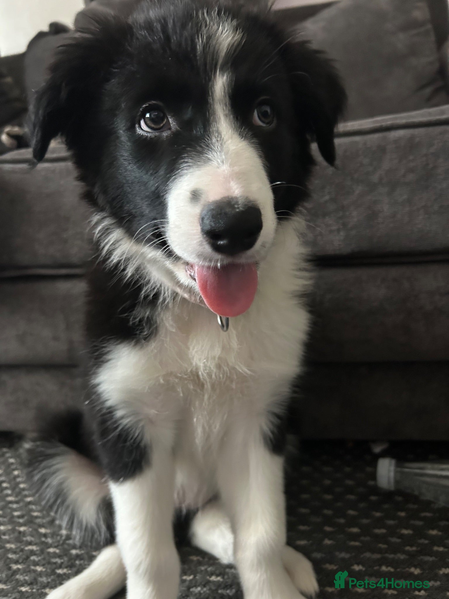 Border Collie dogs 10 weeks old border collie  - Advert 1