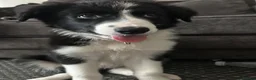 Border Collie dogs for sale: 10 weeks old border collie  - Advert 1