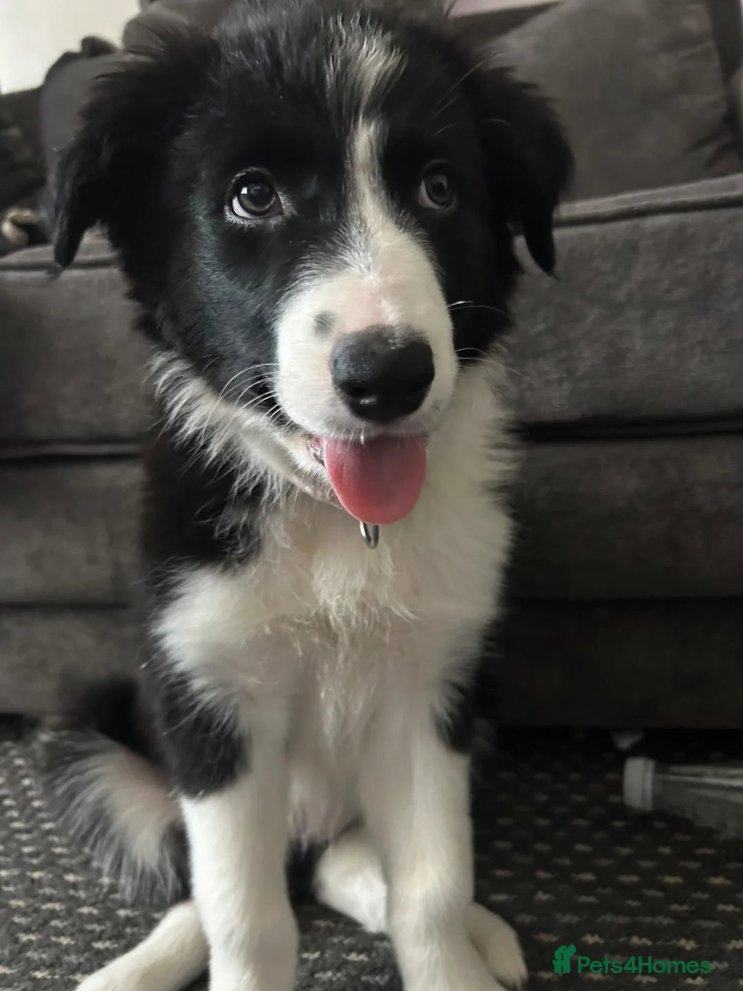 Border Collie dogs for sale: 10 weeks old border collie  - Advert 1