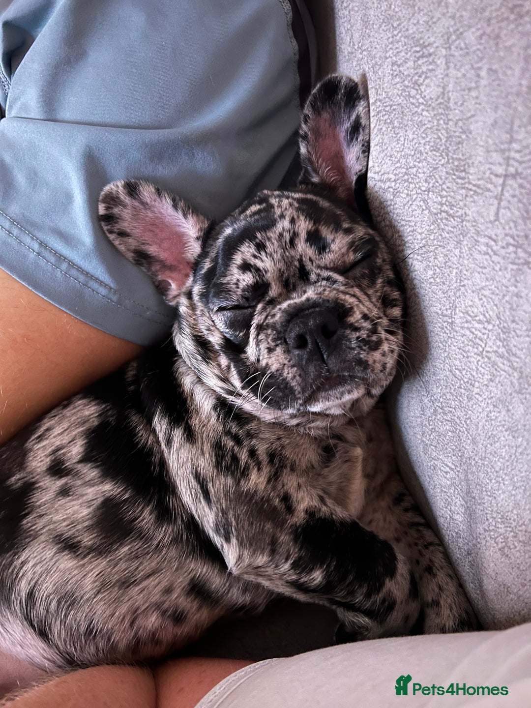 French Bulldog dogs for sale: Merlin French bull dog - Advert 1