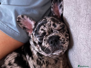 French Bulldog dogs Merlin French bull dog - Advert 2