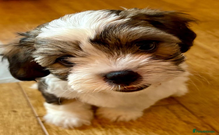 Shihpoo dogs - Advert 2