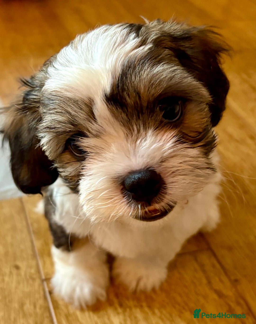 Shihpoo dogs for sale: Shihpoo puppies  - Image 1