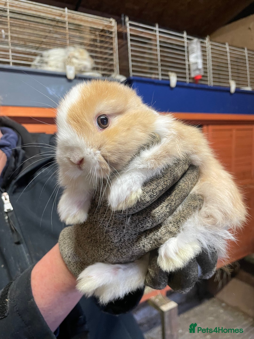 Mini Lop rabbits for sale: Extra Special Mini Lop Babies Bunnies  - Advert 13