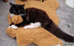 Maine Coon cats for sale: Tuxedo Maine Coon male 1yr - Image 4