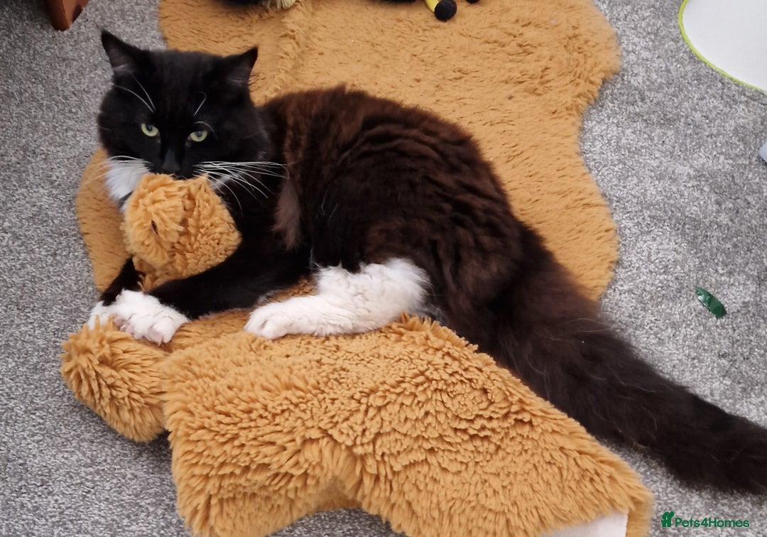 Maine Coon cats for sale: Tuxedo Maine Coon male 1yr - Image 4