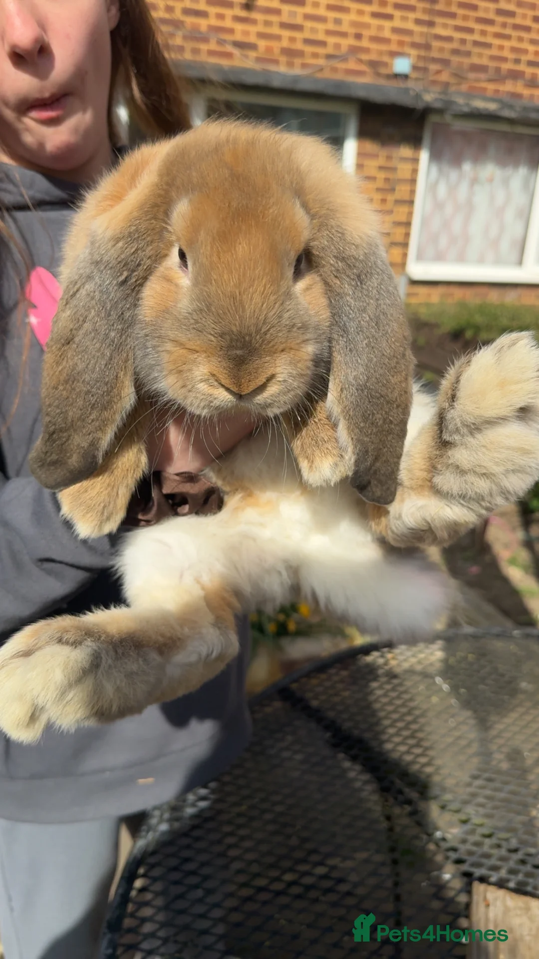 French Lop rabbits for sale: Giant French Lop Bunnies 🐰 - Advert 1