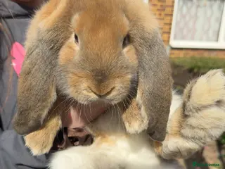 French Lop rabbits Giant French Lop Bunnies - Advert 1