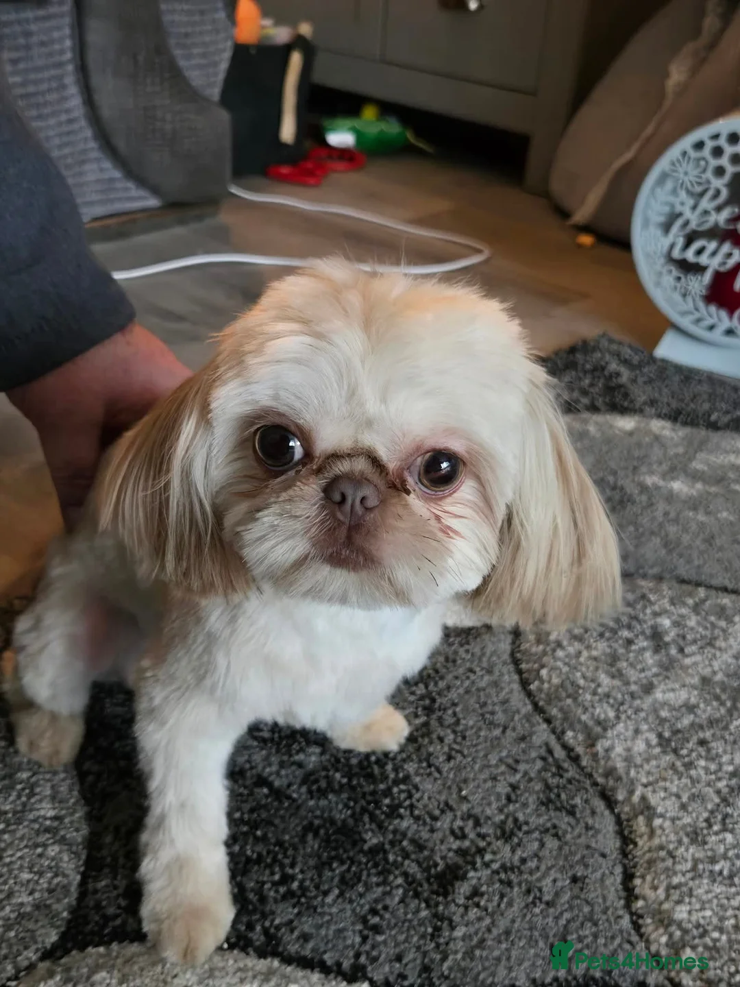 Shih Tzu dogs for sale: Imperial Shihtzu Puppies  - Advert 1