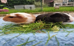 Guinea Pig rodents for sale: 2 beautiful babies arrive reserve Now  in Darwen - Image 22