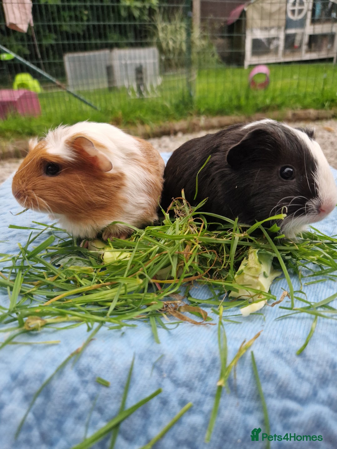 Guinea Pig rodents for sale: 2 beautiful babies arrive reserve Now  in Darwen - Image 22