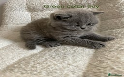 British Shorthair cats for sale: 4 purebred British shorthair kittens  - Image 14