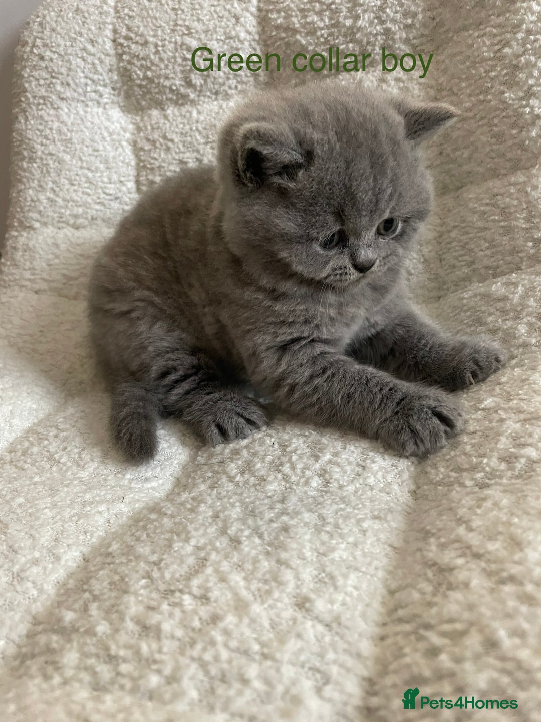 British Shorthair cats for sale: 4 purebred British shorthair kittens  - Image 14