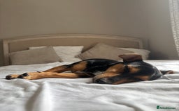 Mixed Breed dogs for sale: my name is chip  - Image 4