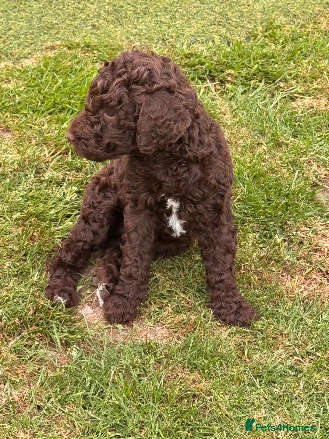 Labradoodle dogs for sale: LABRADOODLE & POODLE Ready Now - Advert 2