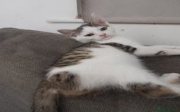 Mixed Breed cats for sale: Beautiful mixed kittens with mixed ages! - Image 4