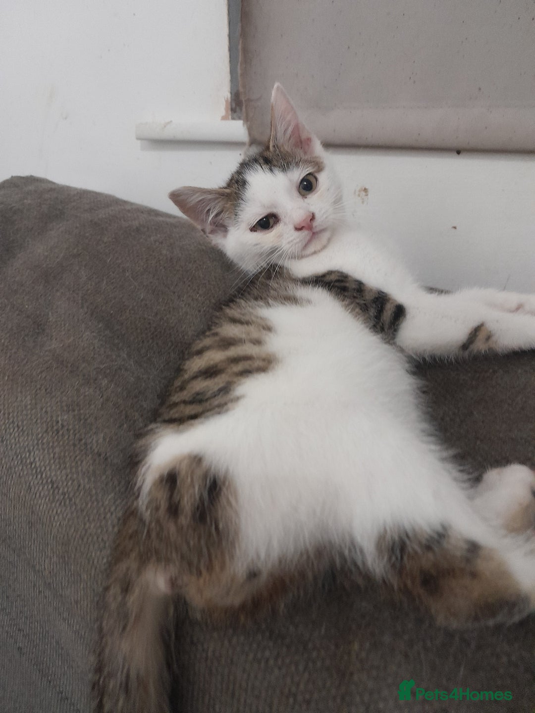 Mixed Breed cats for sale: Beautiful mixed kittens with mixed ages! - Image 4
