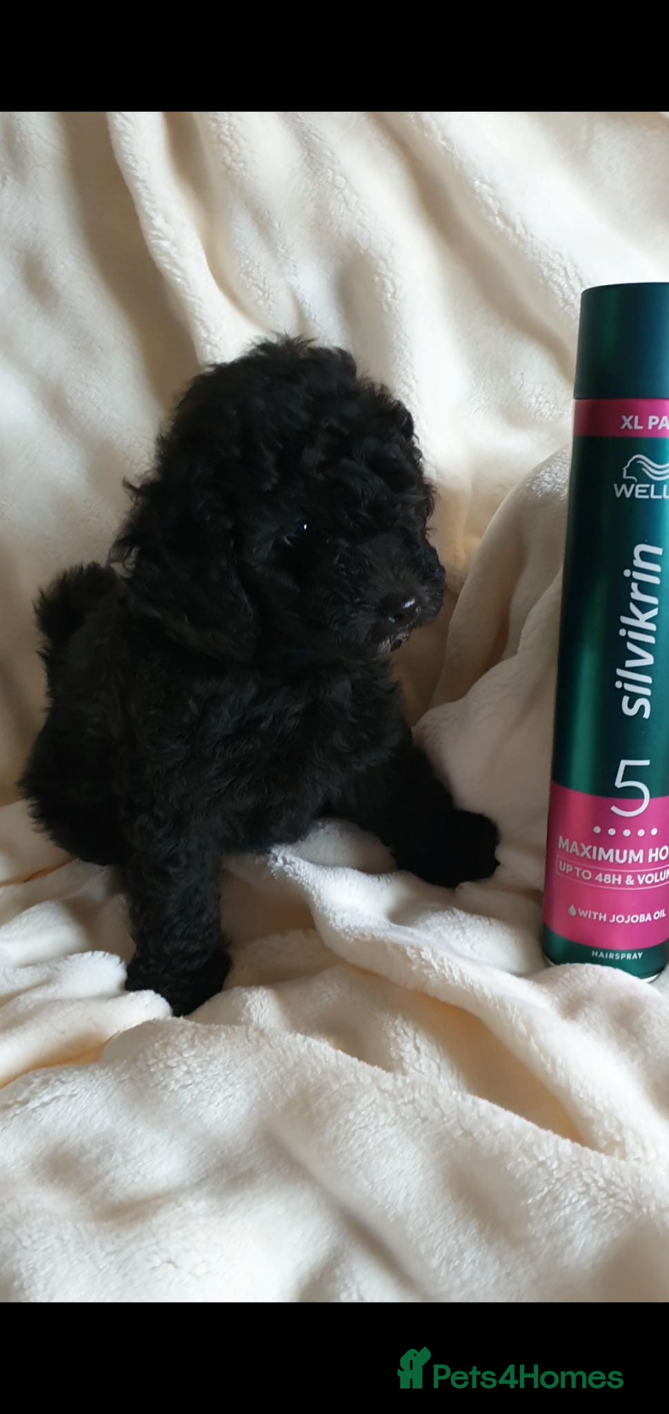 Toy Poodle dogs KC Toy Poodles red & black PRA clear READY NOW - Advert 2