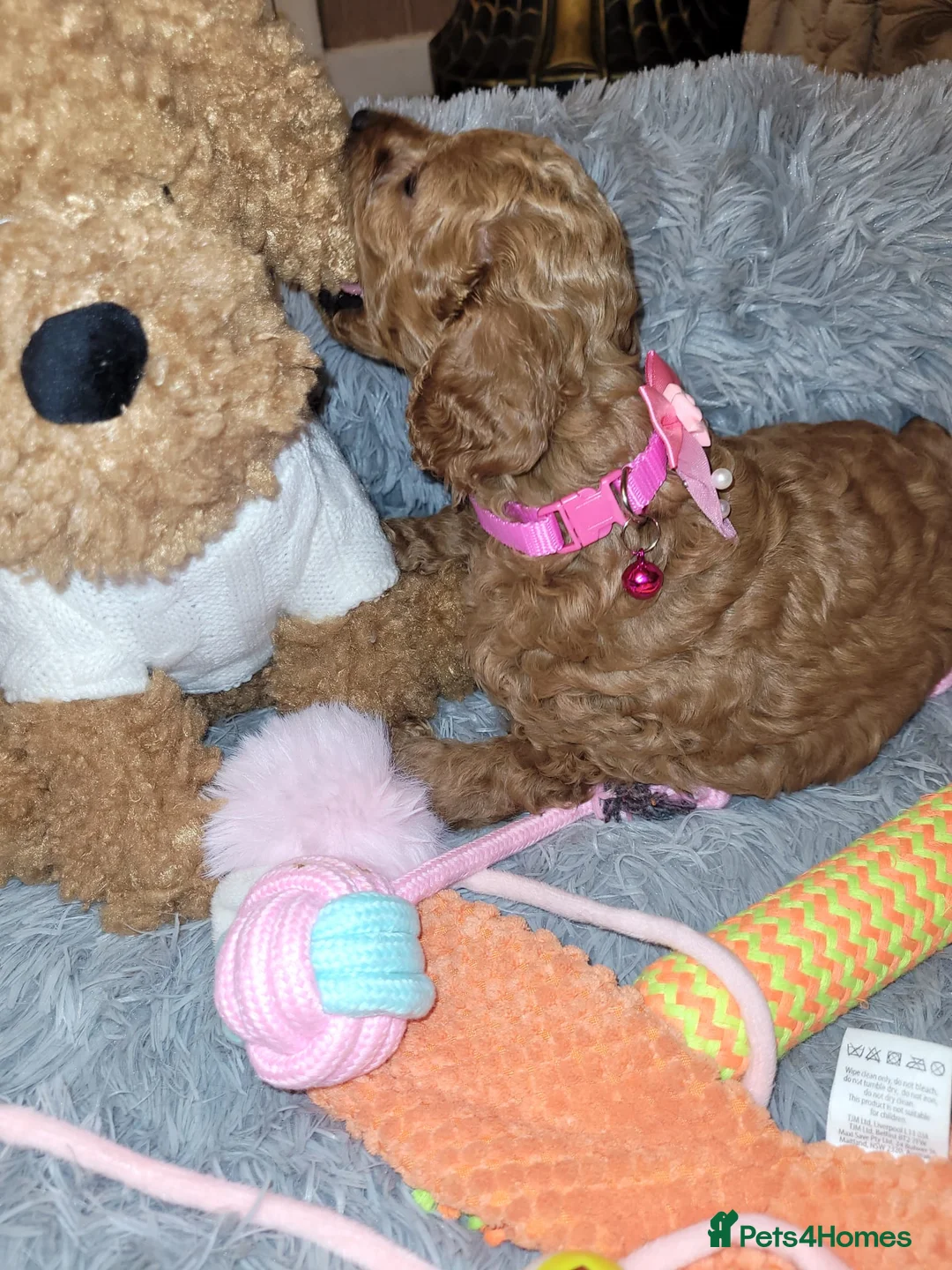 Cockapoo dogs for sale: Cockapoo puppies - Advert 12