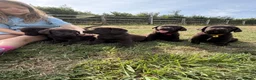 Labrador Retriever dogs for sale: 2 girls available Extenively health Tested READY - Advert 25