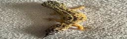 Leopard Gecko reptiles for sale: 2 female leopard geckos  in Droitwich - Advert 2