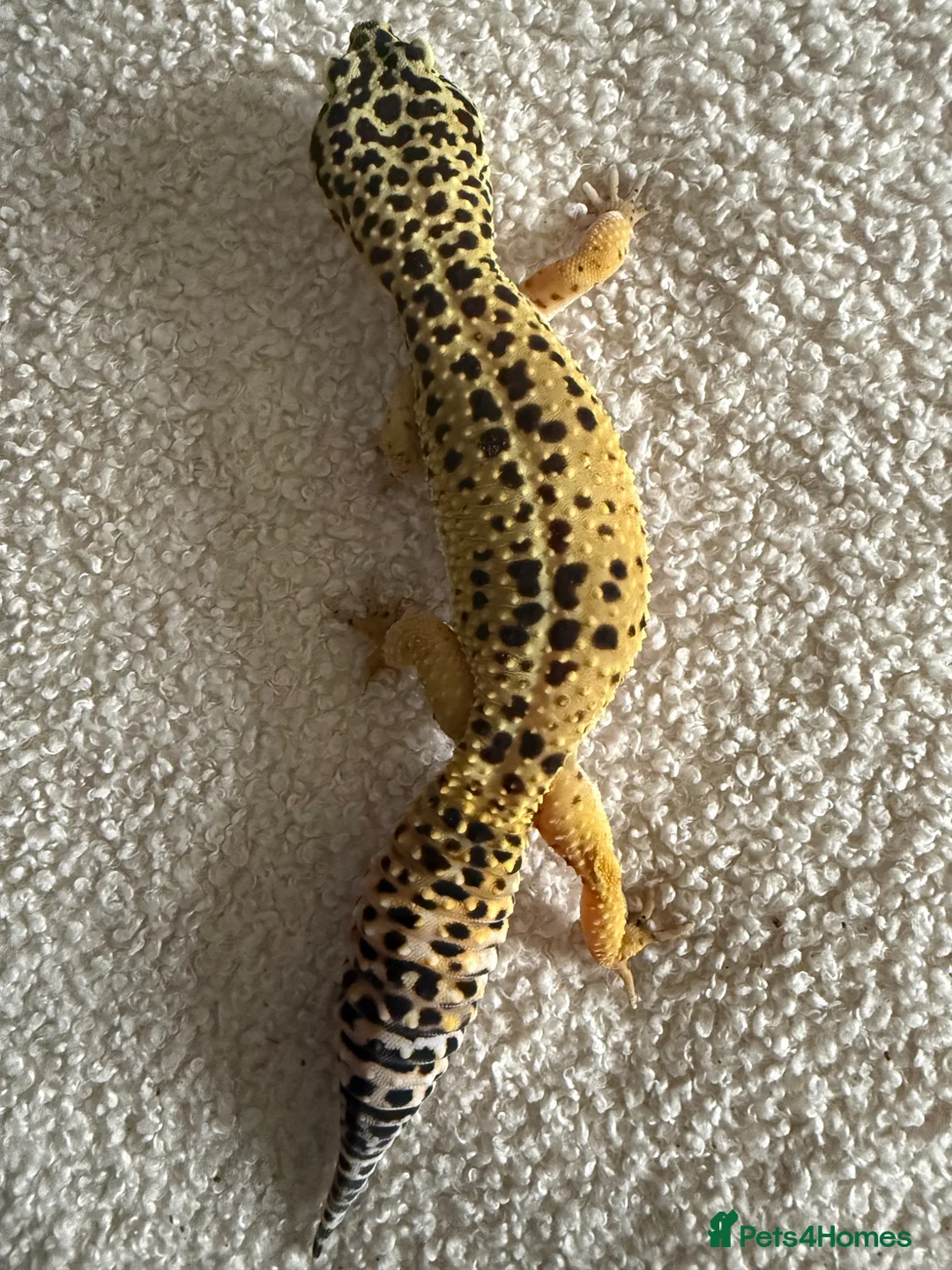 Leopard Gecko reptiles for sale: 2 female leopard geckos  in Droitwich - Advert 2