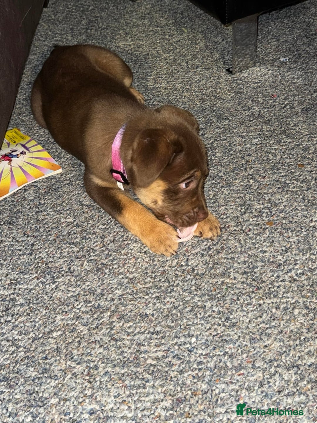 Rottweiler dogs for sale: Beautiful Rottweiler With a Loving Personality 🐕 - Advert 8