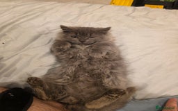 Siberian cats for sale: Beautiful Siberian Kittens – 2.5 Months Old - Image 7