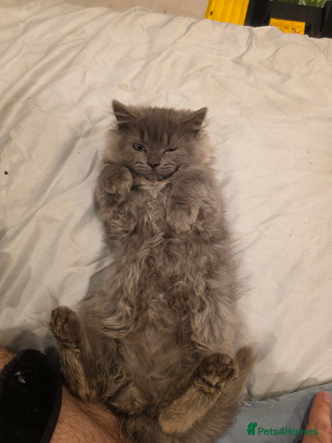 Siberian cats for sale: Beautiful Siberian Kittens – 2.5 Months Old - Image 7