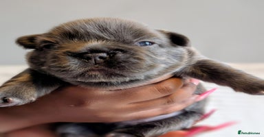 French Bulldog dogs - Advert 5