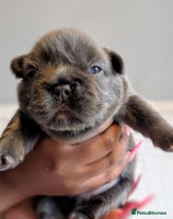French Bulldog dogs - Advert 5