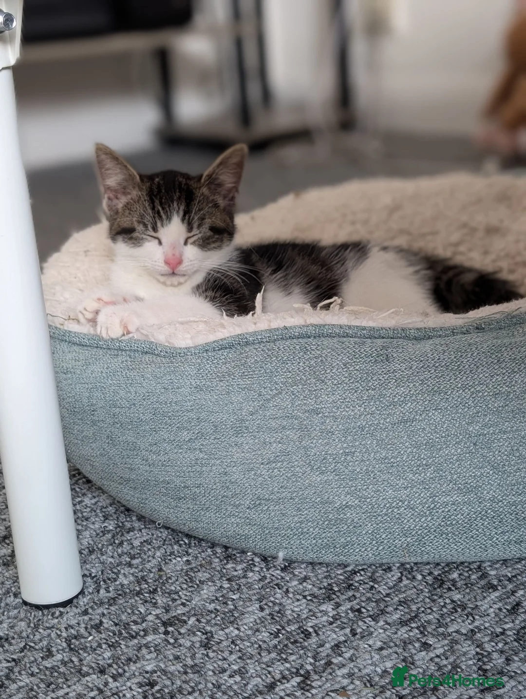 Domestic Shorthair cats for sale: Female Kitten for sale  in Bracknell - Advert 3
