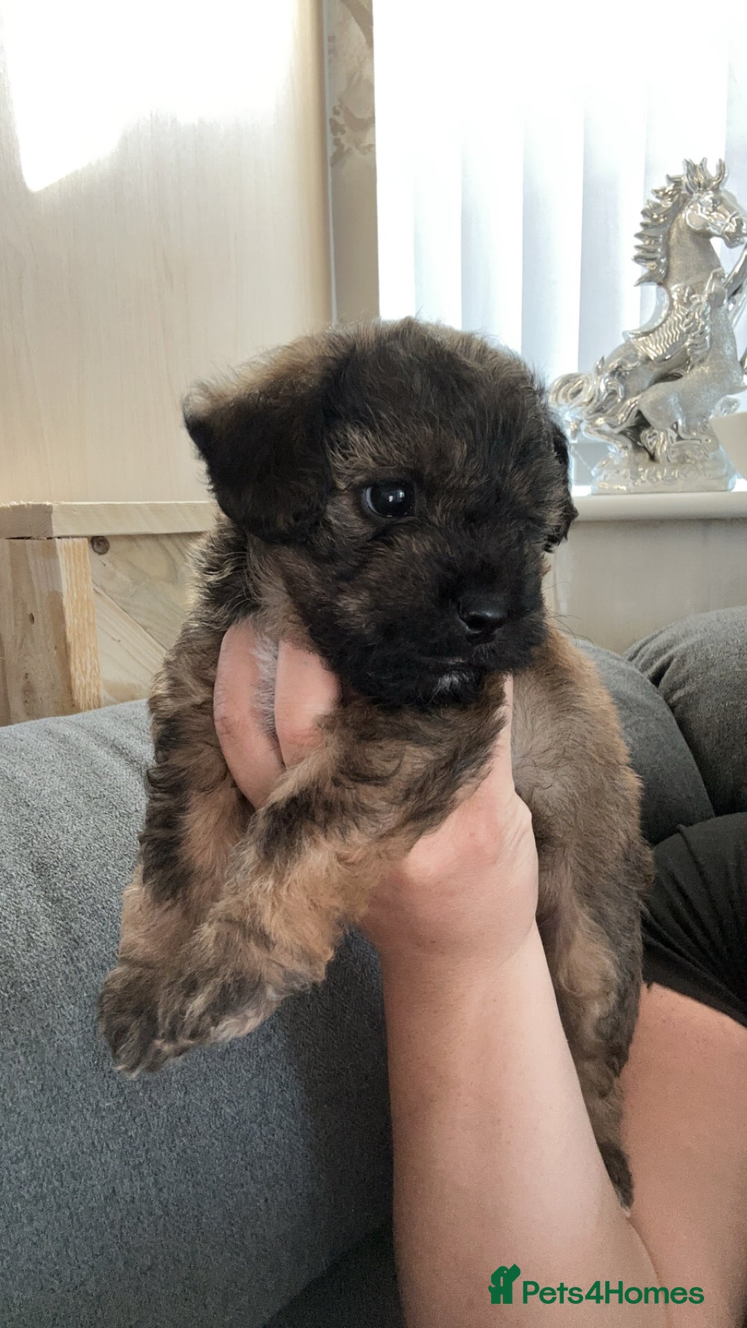 Yorkiepoo dogs for sale: Yorkiepoo - Image 6