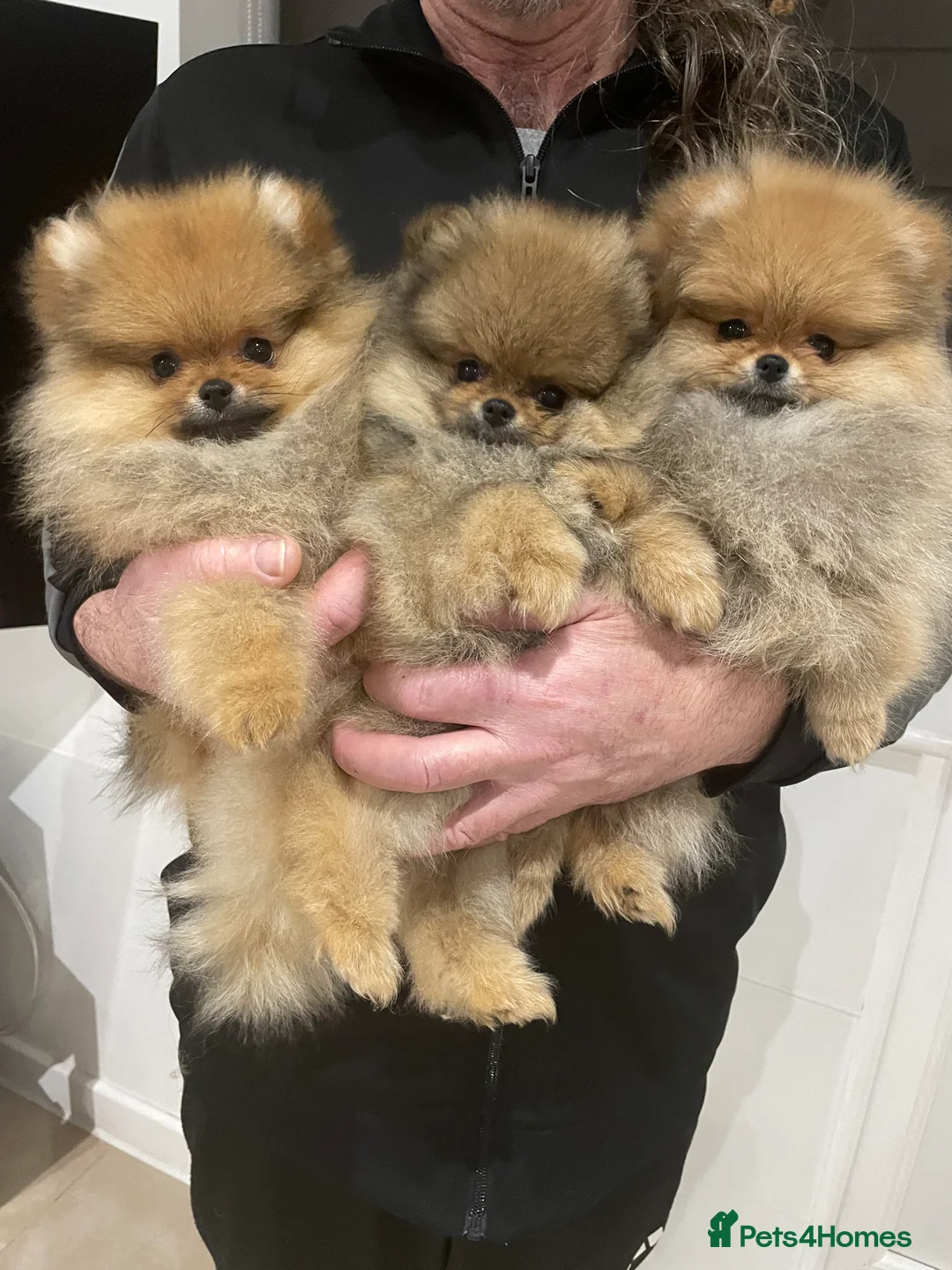 Pomeranian dogs for sale: KC Mini Pomerania  in Bristol - Advert 1