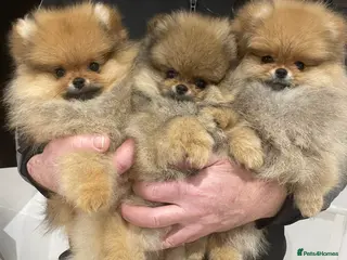 Pomeranian dogs KC Mini Pomerania in Bristol - Advert 1