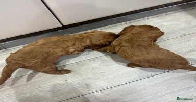 Cavalier King Charles Spaniel dogs - Advert 4