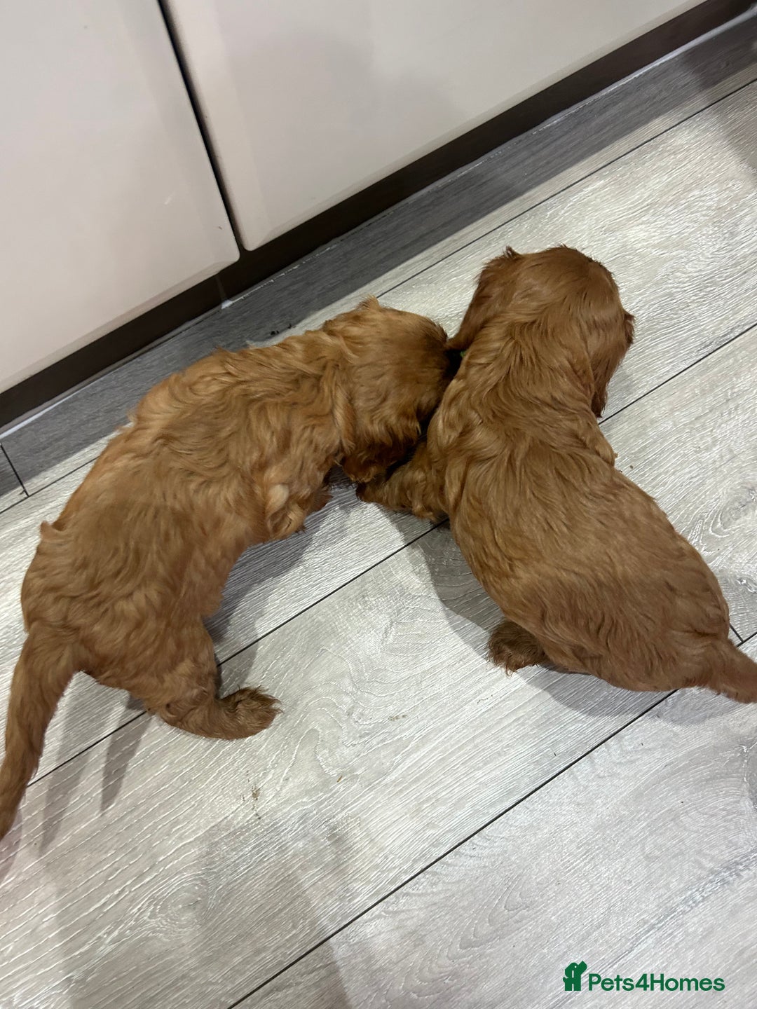 Cavalier King Charles Spaniel dogs for sale: Ruby cavalier king charles - Image 2