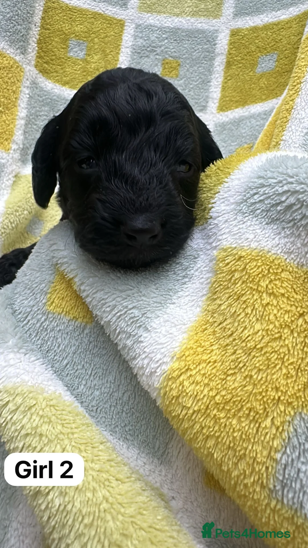 Cockapoo dogs for sale: Beautiful black cockapoo puppies for sale 💕 - Advert 2