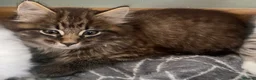 Mixed Breed cats for sale: Beautiful kittens ready now  - Advert 12