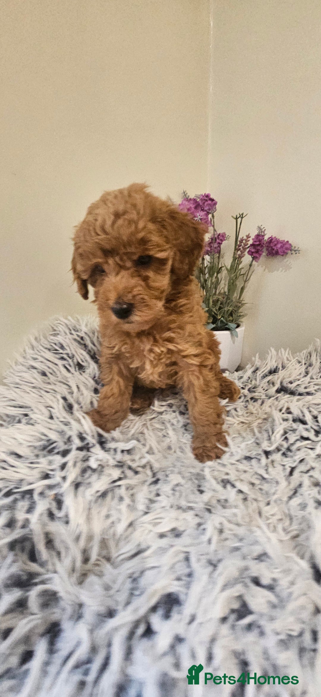 Toy Poodle dogs for sale: Beautiful Red Toy Poodle Puppies - Advert 6