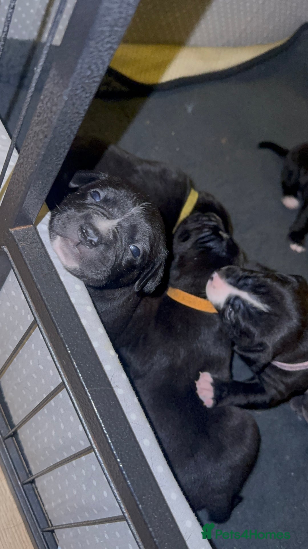 Staffordshire Bull Terrier dogs for sale: Gorgeous staffy puppies  - Advert 17