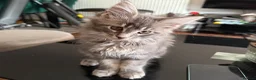 Maine Coon cats for sale: Ready to go on 13/8 XL Maine coons  - Advert 9