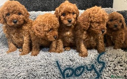Cavapoo dogs for sale: Cavapoo puppies 🐶 FULLY HEALTH TESTED✅️  - Image 15