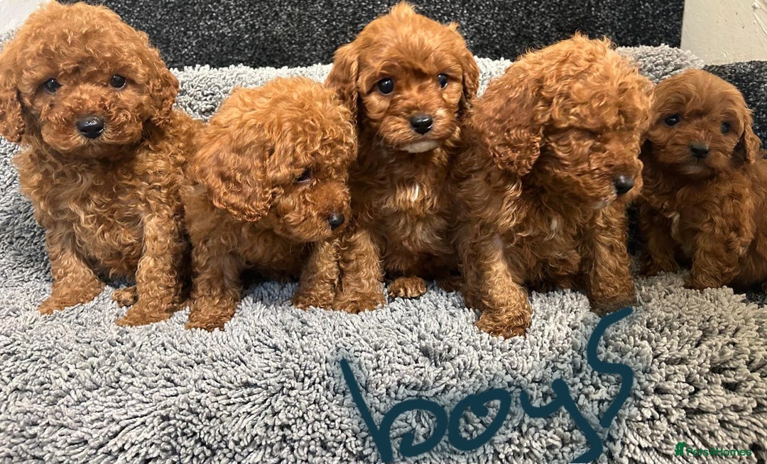 Cavapoo dogs for sale: Cavapoo puppies 🐶 FULLY HEALTH TESTED✅️  - Image 15