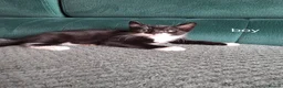 Mixed Breed cats for sale: Kittens in Southend-on-Sea - Advert 3