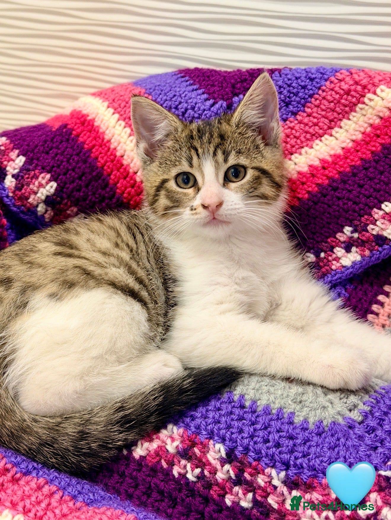 Mixed Breed cats 💖 MAINE COON X RAGDOLL *PARENTS HEALTH TESTED* 💖 - Advert 5