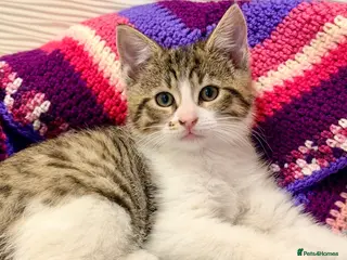 Mixed Breed cats 💖 MAINE COON X RAGDOLL *PARENTS HEALTH TESTED* 💖 - Advert 5